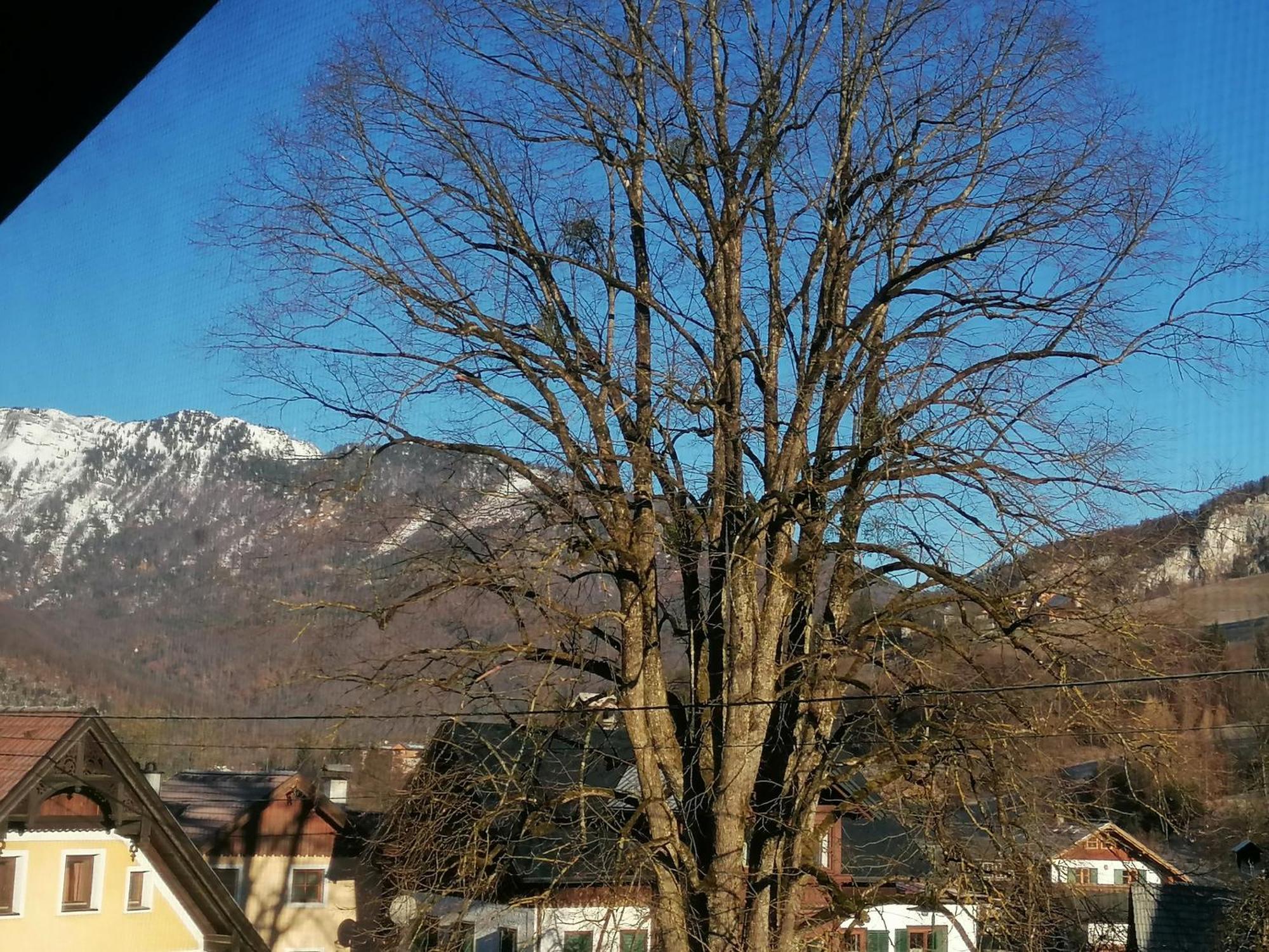 Alpenblumal Lägenhet Bad Goisern Exteriör bild